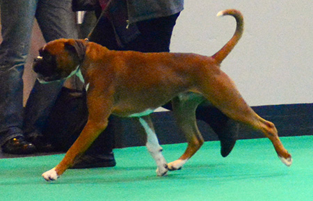 Seacrest Deacon Brodie moving, at Crufts